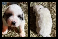 Black, a male Great Pyrenees for sale in Scio, OH – Photo 2 of 3