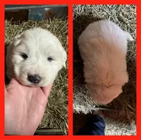 Red, a male Great Pyrenees for sale in Scio, OH – Photo 2 of 3