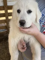Red, a male Great Pyrenees for sale in Scio, OH – Photo 3 of 3