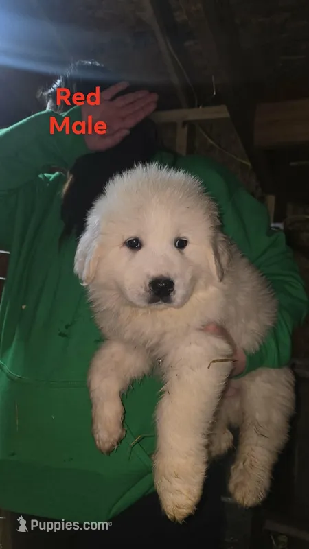 Red – Great Pyrenees puppy for sale in Scio, OH