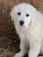 Green, a male Great Pyrenees for sale in Scio, OH – Photo 3 of 3
