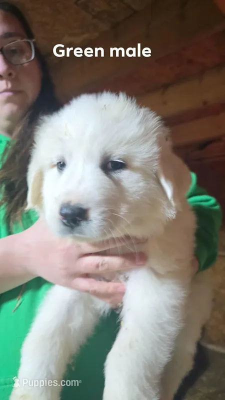 Green – Great Pyrenees puppy for sale in Scio, OH