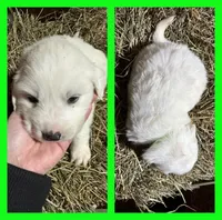 Green, a male Great Pyrenees for sale in Scio, OH – Photo 2 of 3
