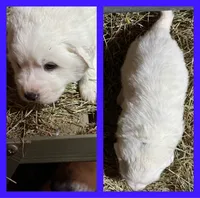 Blue, a male Great Pyrenees for sale in Scio, OH – Photo 2 of 3