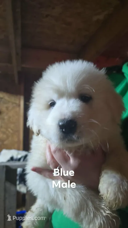 Blue – Great Pyrenees puppy for sale in Scio, OH