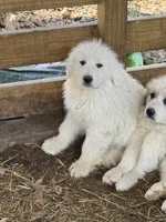Blue, a male Great Pyrenees for sale in Scio, OH – Photo 3 of 3