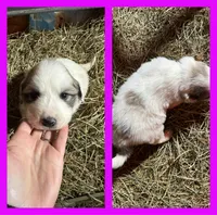 Purple, a female Great Pyrenees for sale in Scio, OH – Photo 2 of 3