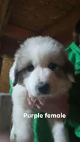 Purple, a female Great Pyrenees for sale in Scio, OH – Photo 1 of 3