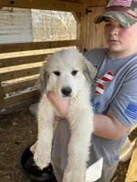 Purple, a female Great Pyrenees for sale in Scio, OH – Photo 3 of 3