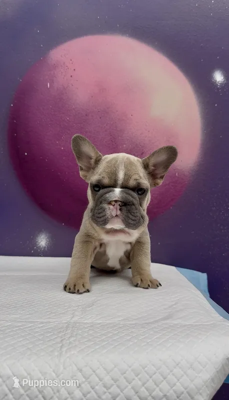 Garbanzo  – French Bulldog puppy for sale in Naperville, IL