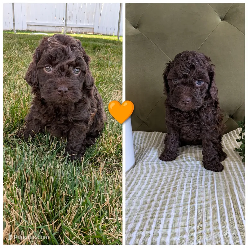 Orange  – Cockapoo puppy for sale in Idaho Falls, ID