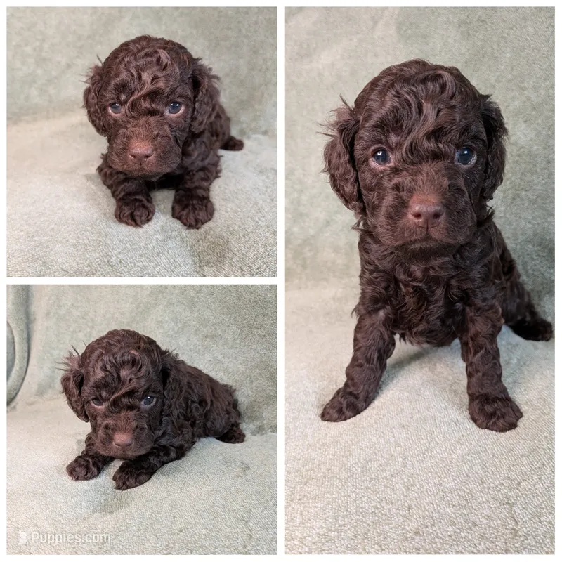 Chestnut  – Cockapoo puppy for sale in Idaho Falls, ID