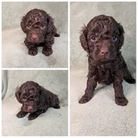 Chestnut , a male Cockapoo for sale in Idaho Falls, ID – 1 of 1