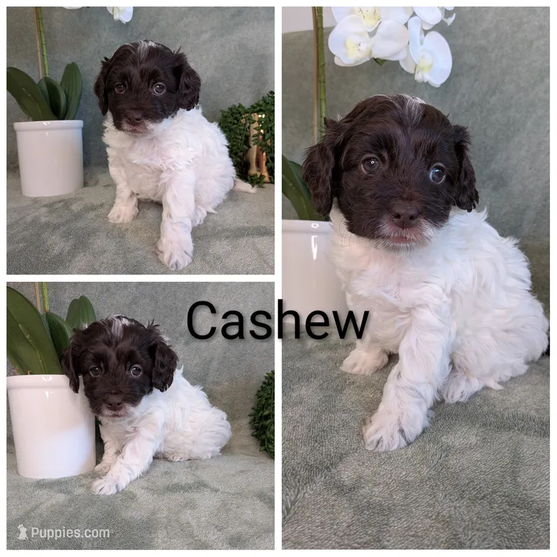 Cashew  – Cockapoo puppy for sale in Idaho Falls, ID