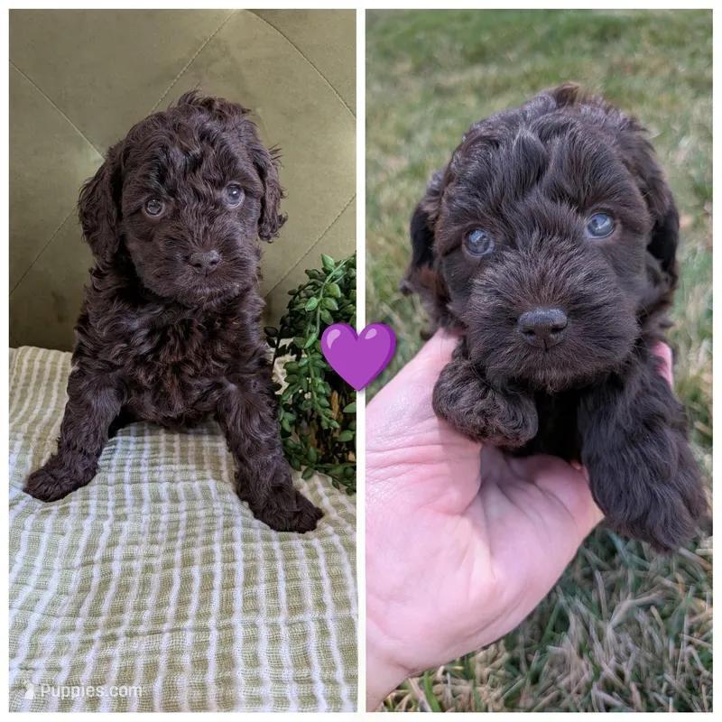 Purple, a female Cockapoo for sale in Idaho Falls, ID – Photo 1 of 2