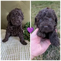 Purple, a female Cockapoo for sale in Idaho Falls, ID – Photo 1 of 2