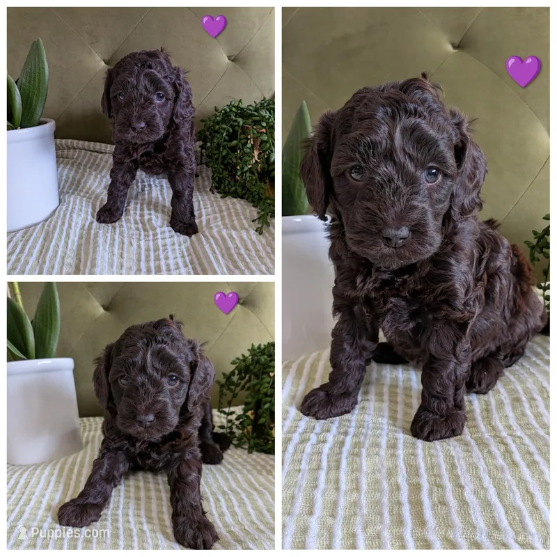 Purple – Cockapoo puppy for sale in Idaho Falls, ID