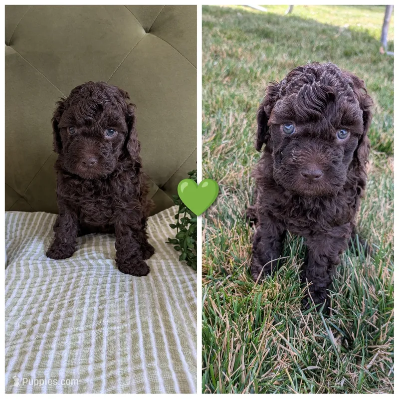 Green – Cockapoo puppy for sale in Idaho Falls, ID