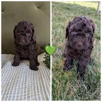 Green, a male Cockapoo for sale in Idaho Falls, ID – Photo 1 of 2