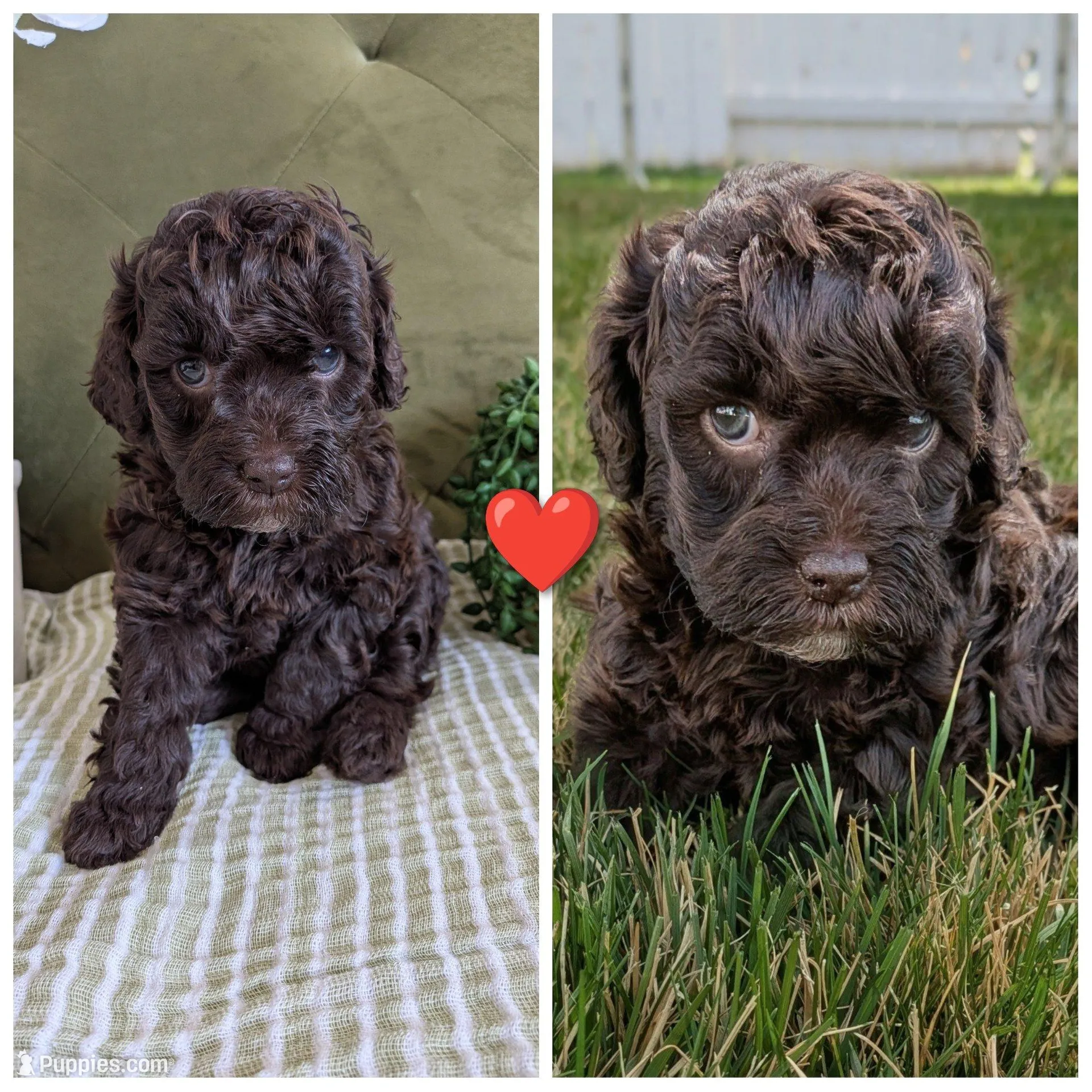 Red  – Cockapoo puppy for sale in Idaho Falls, ID