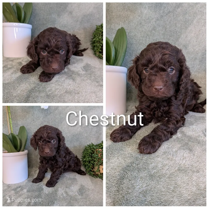 Chestnut  – Cockapoo puppy for sale in Idaho Falls, ID