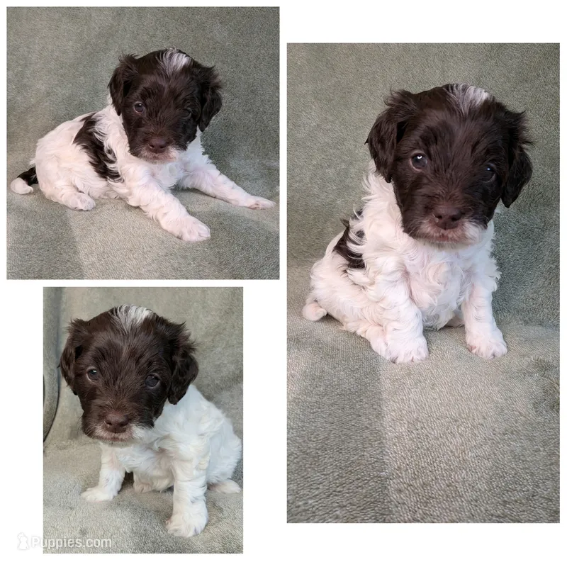 Cashew  – Cockapoo puppy for sale in Idaho Falls, ID