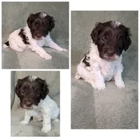 Cashew , a male Cockapoo for sale in Idaho Falls, ID – 1 of 1