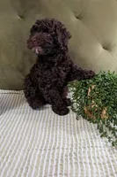 Red Boy, a male Cockapoo for sale in Idaho Falls, ID – Photo 3 of 5