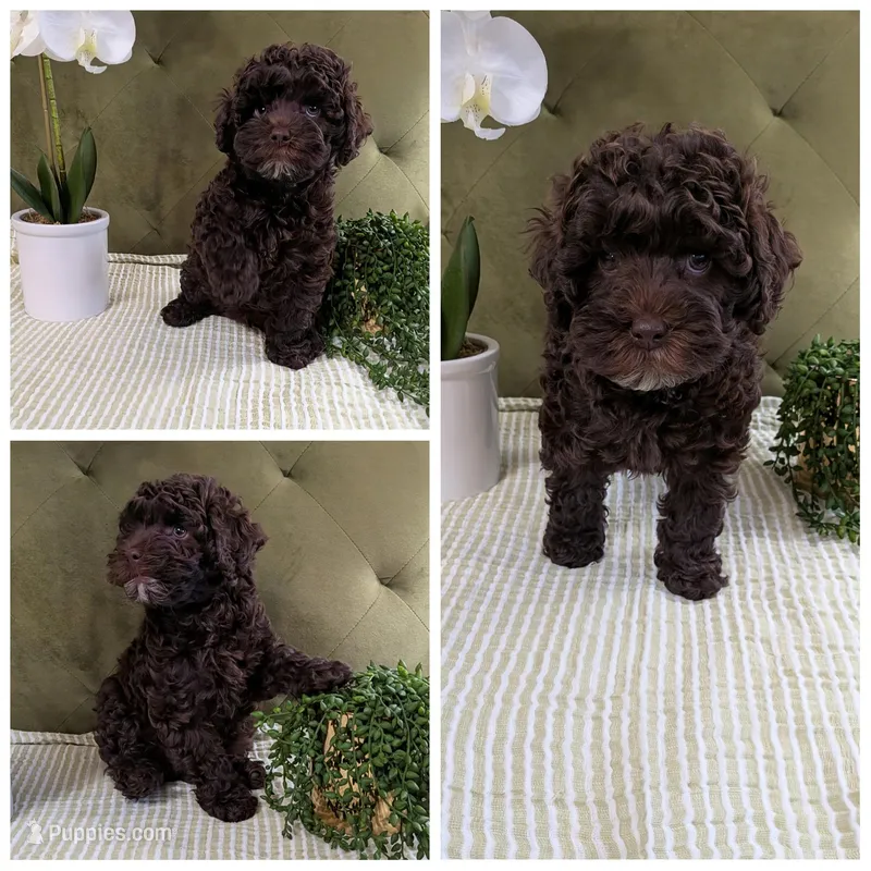 Red Boy – Cockapoo puppy for sale in Idaho Falls, ID