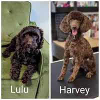 Red Boy, a male Cockapoo for sale in Idaho Falls, ID – Photo 5 of 5