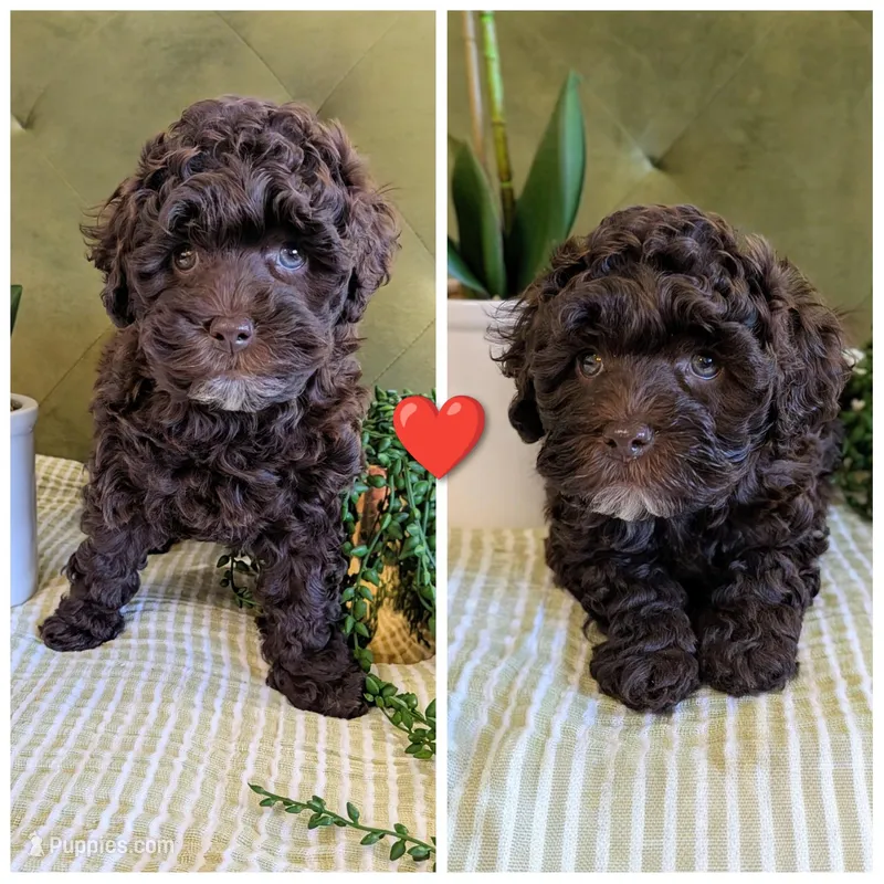 Red  – Cockapoo puppy for sale in Idaho Falls, ID