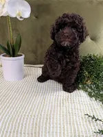 Red Boy, a male Cockapoo for sale in Idaho Falls, ID – Photo 2 of 5