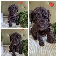 Red , a male Cockapoo for sale in Idaho Falls, ID – Photo 2 of 2