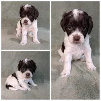 Acorn , a female Cockapoo for sale in Idaho Falls, ID – 1 of 1