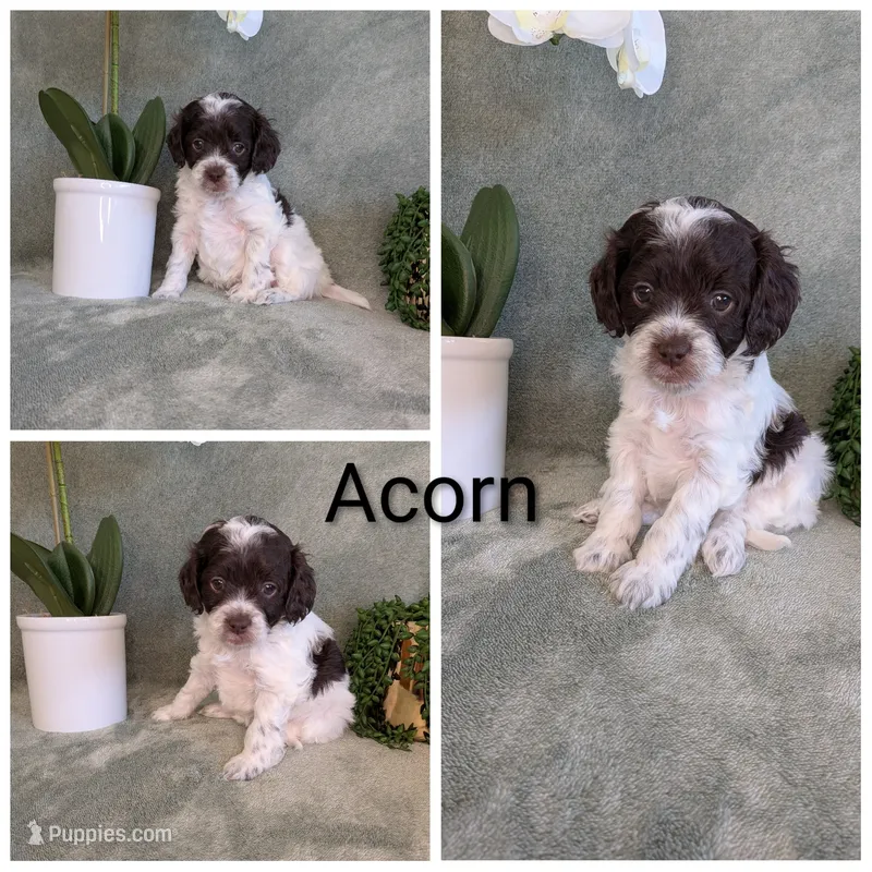 Acorn  – Cockapoo puppy for sale in Idaho Falls, ID