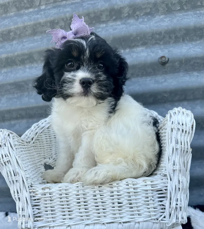 Oreo – Cavapoo puppy for sale in Mabel, MN
