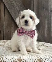 Freddie, a male Poochon for sale in Mabel, MN – Photo 2 of 2