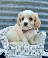 Louie, a male Cavachon for sale in Mabel, MN – 1 of 2