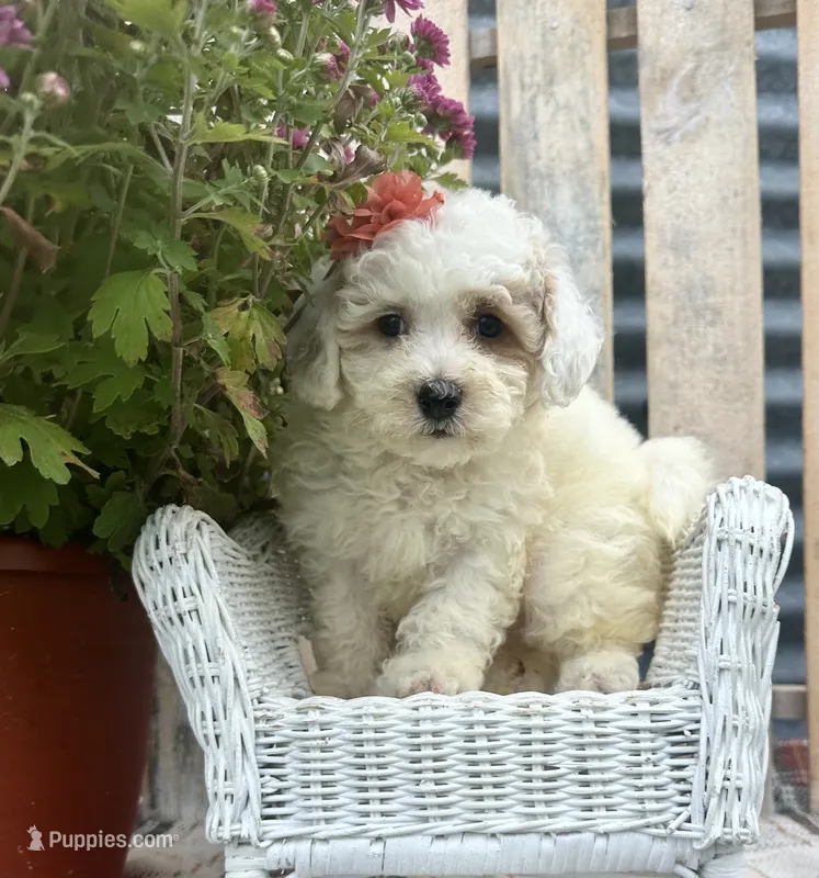 Elsa – Bichpoo, Poochon puppy for sale in Mabel, MN