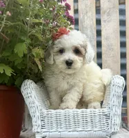 Elsa, a female Bichpoo and Poochon for sale in Mabel, MN – 1 of 1