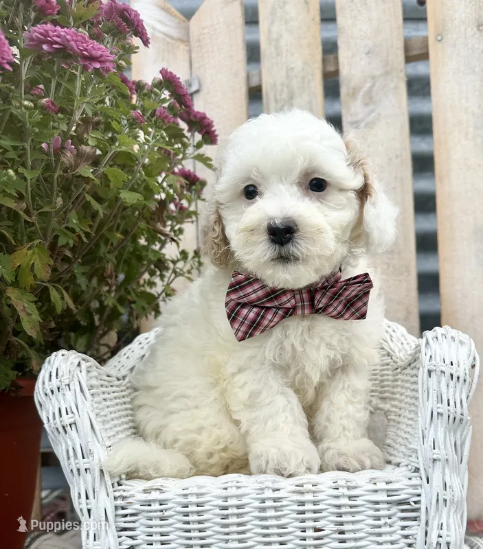 Bandit  – Bichpoo, Poochon puppy for sale in Mabel, MN