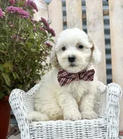 Bandit , a male Bichpoo and Poochon for sale in Mabel, MN – 1 of 1