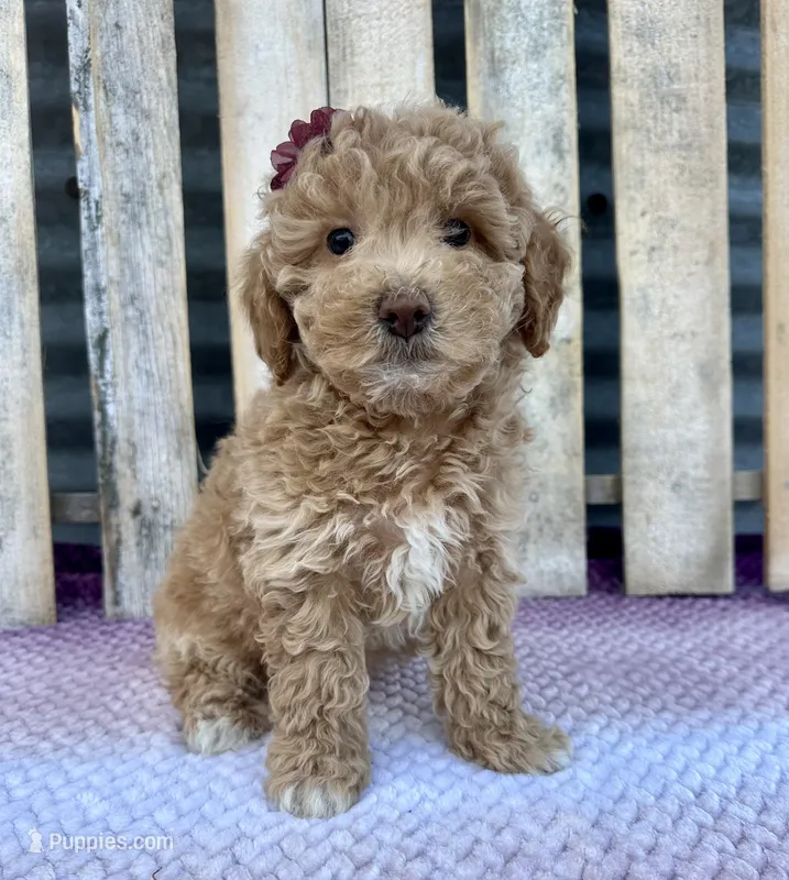 Honey  – Poochon puppy for sale in Mabel, MN
