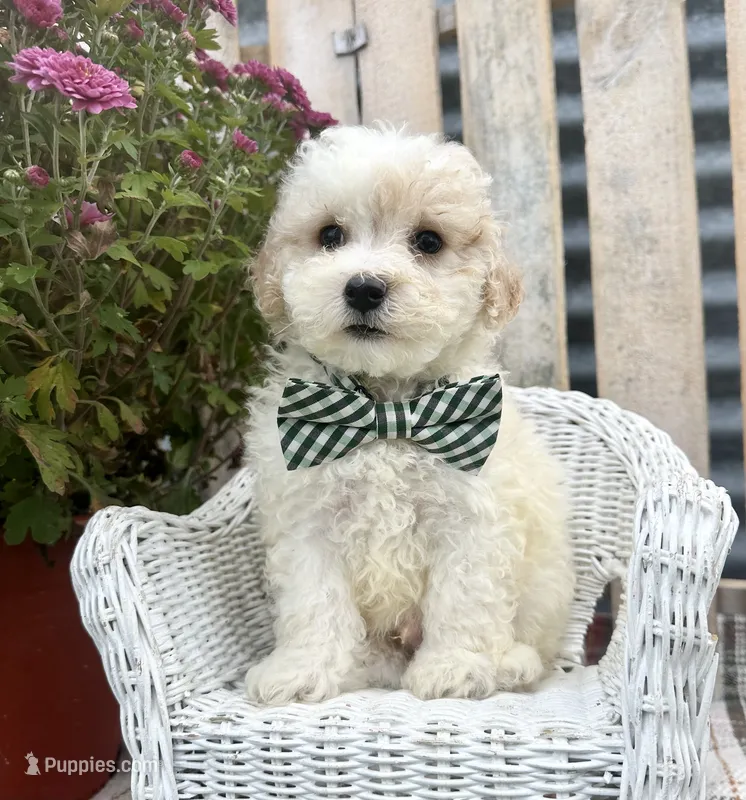 Ollie – Bichpoo, Poochon puppy for sale in Mabel, MN