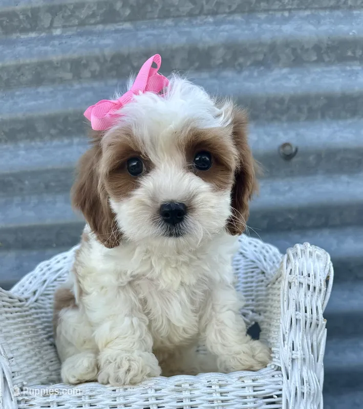 Lucy – Cavapoo puppy for sale in Mabel, MN