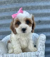 Lucy, a female Cavapoo for sale in Mabel, MN – 1 of 1