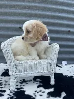 Louie, a male Cavachon for sale in Mabel, MN – 2 of 2
