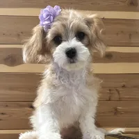 Faith, a female Cavachon for sale in Mabel, MN – Photo 2 of 2