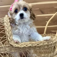Faith, a female Cavachon for sale in Mabel, MN – Photo 1 of 2