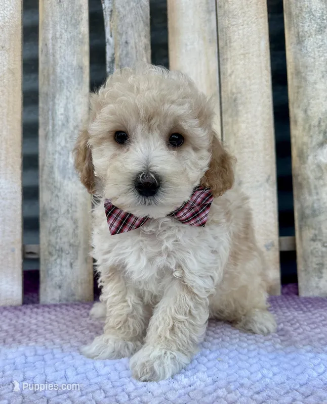 Ralph – Poochon puppy for sale in Mabel, MN